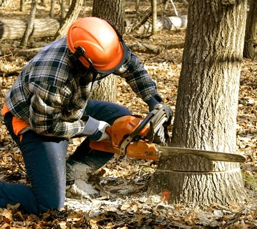 Tree Removal in Peach Creek, WV